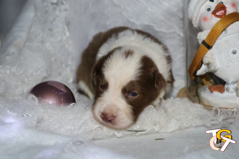 the Gold of Tiffacy - Chiot disponible  - Border Collie